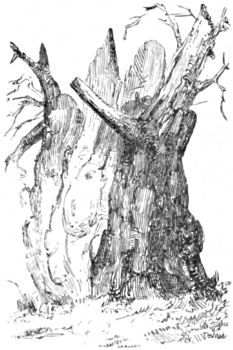 The remains of Shamble Oak