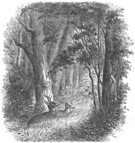 A stag and doe are visible between the trees