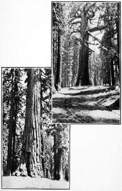 1. Old Grizzly, Mariposa Big Trees. 2. Old Sunset,
Mariposa Big Trees.
