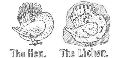 The Hen. The Lichen.