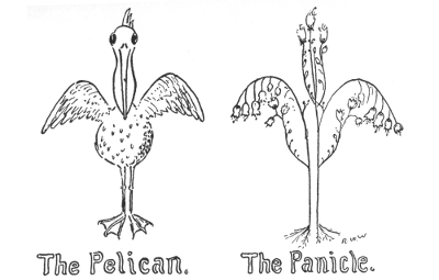 The Pelican. The Panicle.