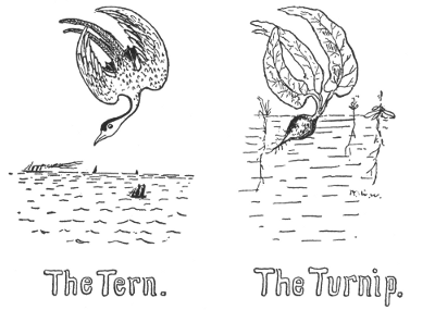 The Tern. The Turnip.