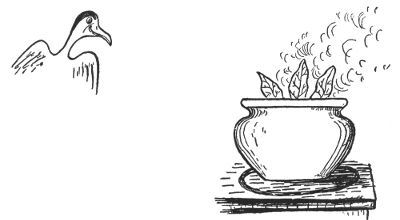 (tern looking at a boiling pot)
