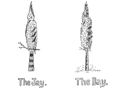 The Jay. The Bay.