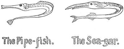 The Pipe-fish. The Sea-gar.