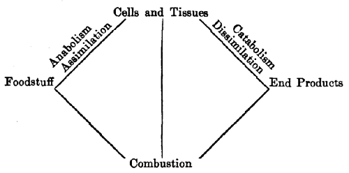 Foodstuffs are assimilated into cells and tissues, and dissimilated into end products