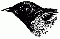 Baltimore Oriole—Eastern.
(One half natural size.)