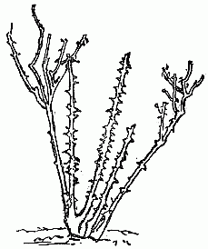 Fig. 2b.—Rosebush requiring light pruning—pruned.