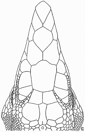 Top view head of Cnemidophorus sacki