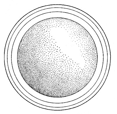 Fig. 1. Diagram of an egg of Pseudoeurycea belli from
San Juan de Parangaricutiro, Michoacn.  10.