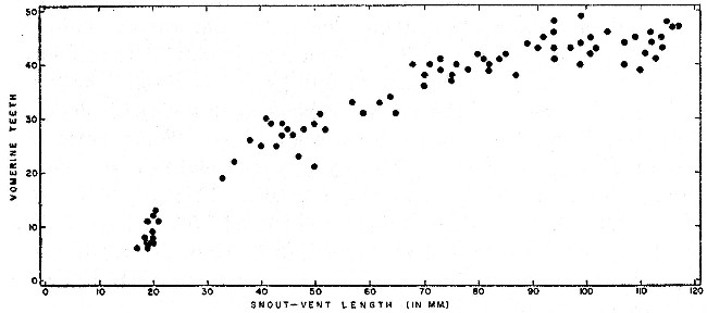Fig. 2. Correlation between the number of vomerine teeth
and snout-vent length in 79 Pseudoeurycea belli from Michoacán.
