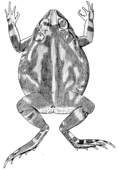 Fig. 3. Adult male of Bufo perplexus from Apatzingn,
Michoacn.  1.5.
