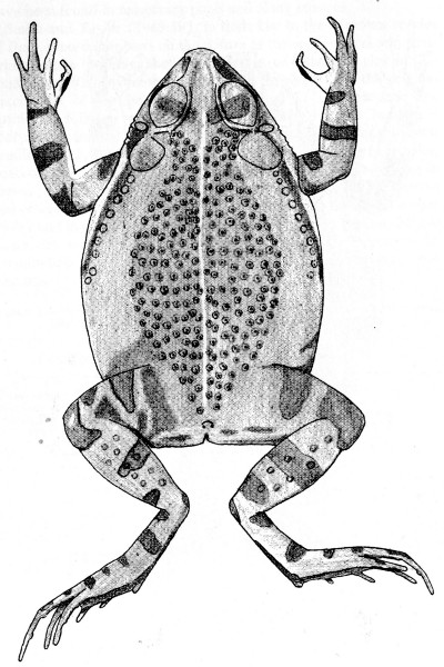 Fig. 4. Adult male of Bufo marmoreus from Pmaro,
Michoacn.  1.5.