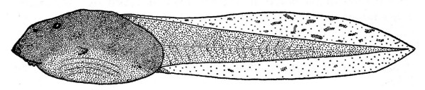 Fig. 5. Tadpole of Bufo occidentalis (UMMZ 94269) from
Barranca Seca, Michoacán. × 3.