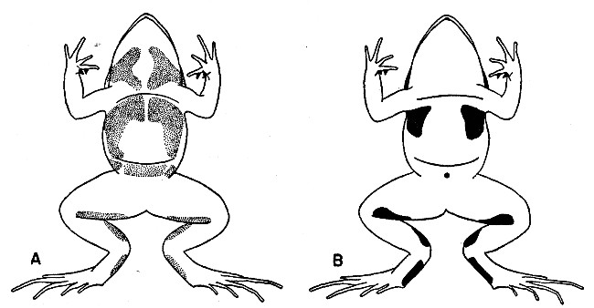 Fig. 7. Diagrammatic view of ventral surfaces of
Leptodactylus melanonotus (A) and Leptodactylus occidentalis (B),
showing usual position and size of glandular areas. Approx. natural
size.