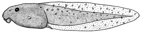 Fig. 8. Tadpole of Hyla bistincta (UMMZ 115231) from
Uruapan, Michoacán. × 2.
