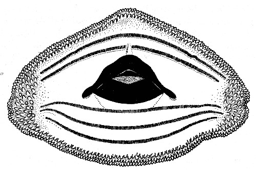 Fig. 9. Mouthparts of larval Hyla bistincta (UMMZ
115231) from Uruapan, Michoacn.  15.