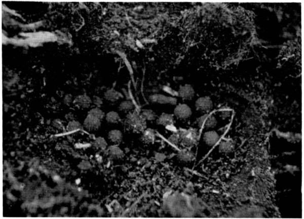 Fig. 1. Nest and eggs of Pseudoeurycea belli beneath a
rock at San Juan de Parangaricutiro. Approx. natural size.