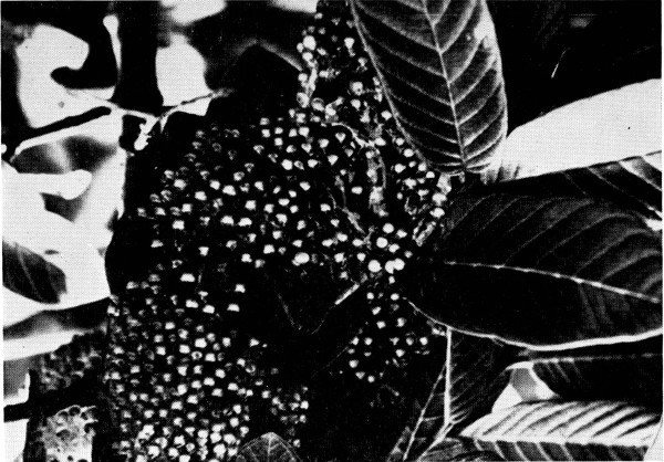 Fig. 2. Multiple egg clutches of Phyllomedusa
dacnicolor from Coalcomán, Michoacán. 1/3 ×.