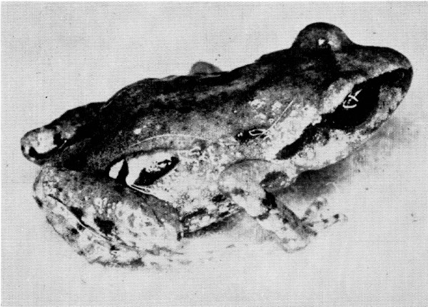 Fig. 1. Adult male of Tomodactylus angustidigitorum
from Paracho, Michoacán. × 4.