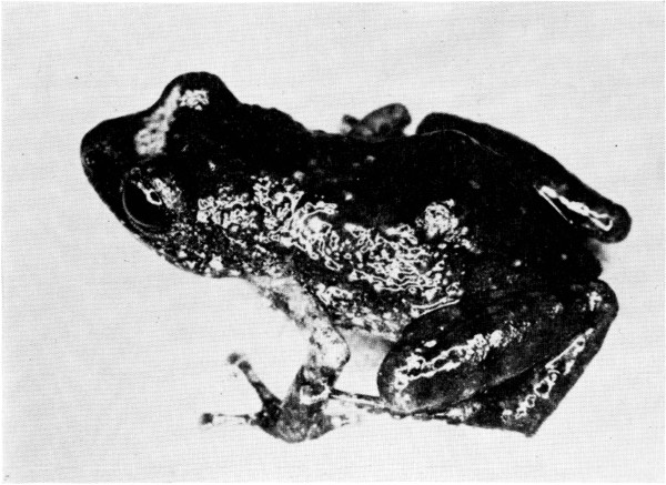 Fig. 2. Adult male of Tomodactylus fuscus from Los
Cantiles, Michoacán. ×4.