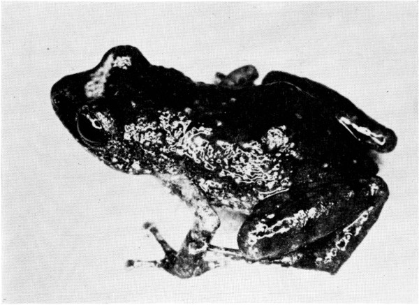 Fig. 2. Adult male of Tomodactylus fuscus from Los
Cantiles, Michoacn. 4.