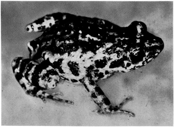 Fig. 1. Adult male of Tomodactylus nitidus nitidus from
Tuxpan, Michoacán. ×.
