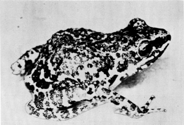 Fig. 2. Adult male of Tomodactylus nitidus orarius from
Tecolapa, Colima. × 4.