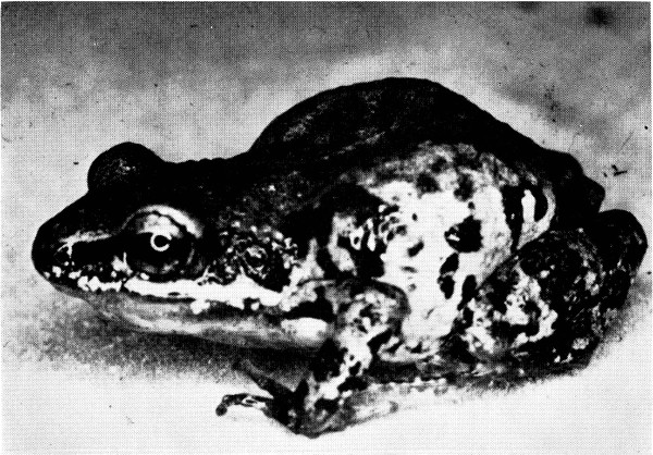 Fig. 1. Adult male of Tomodactylus nitidus petersi from
Apatzingn, Michoacn.  4.