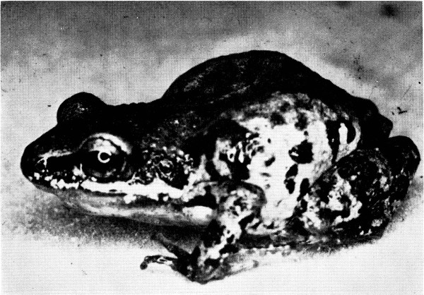 Fig. 1. Adult male of Tomodactylus nitidus petersi from
Apatzingán, Michoacán. × 4.