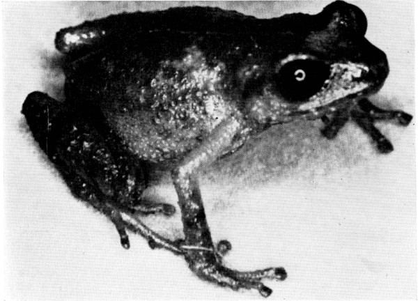 Fig. 2. Adult male of Tomodactylus rufescens from Dos
Aguas, Michoacn.  4.