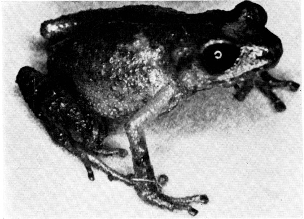 Fig. 2. Adult male of Tomodactylus rufescens from Dos
Aguas, Michoacán. × 4.