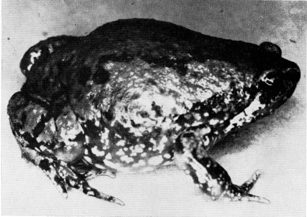 Fig. 1. Adult male of Hypopachus caprimimus from
Tuxpan, Michoacán. × 2-1/2.
