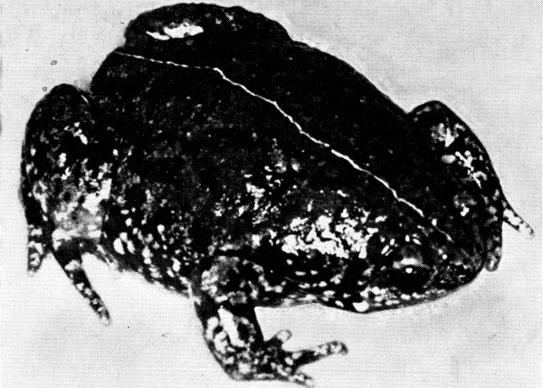 Fig. 2. Adult male of Hypopachus oxyrrhinus ovis from
Tangamandapio, Michoacn.  3.