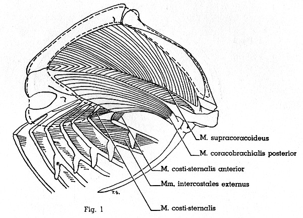Fig. 1. Progne subis. Lateral view of left half of
thorax. M. pectoralis thoracica (area of insertion indicated by dotted
line) has been removed. Muscles not described in text are not shown. (×
1.5.)