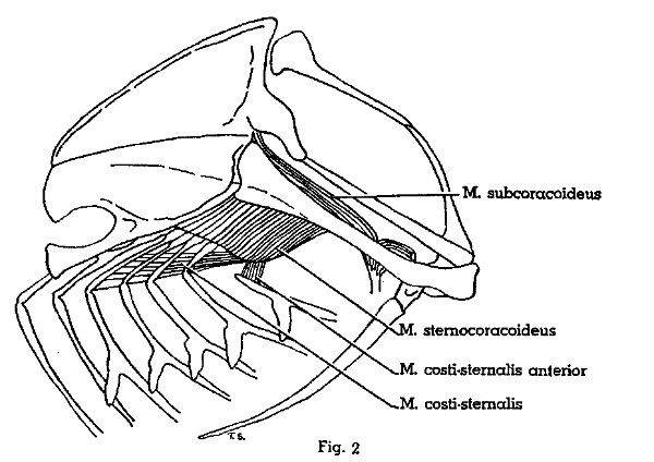 Fig. 2. Progne subis. Lateral view of left half of
thorax. Same view as shown in Fig. 1, but with Mm. supracoracoideus,
coracobrachialis posterior, and intercostales externus removed. (×
1.5.)