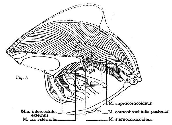 Fig. 5. Scardafella inca. Lateral view of left half of
thorax. M. pectoralis thoracica (area of insertion indicated by dotted
line) has been removed. Muscles not described in text are not shown. See
legend for Fig. 7 for identification of arteries. (× 1.)