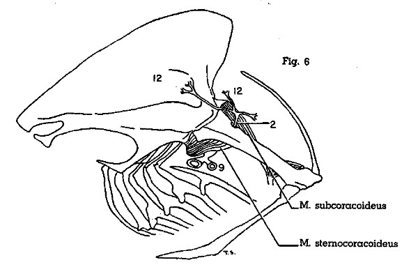 Fig. 6. Scardafella inca. Lateral view of left half of
thorax. See legend for Fig. 7 for identification of arteries. (× 1.)