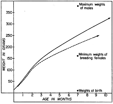 Fig. 3. Typical growth curves for male and female
woodrats; early stages are based on the litter of a captive female,
later stages on average gains of recaptured juveniles and subadults,
excluding those that seemed to be stunted. Solid line represents males
and broken line represents females.