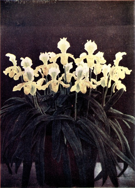 PLATE I (Frontispiece)

CYPRIPEDIUM INSIGNE SANDERÆ