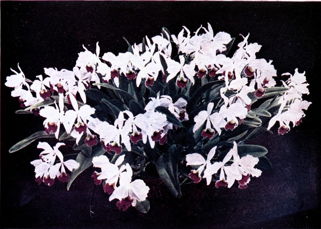 PLATE IV

CATTLEYA TRIANÆ

Var. "Hydra"

(The plant bore 88 flowers.)