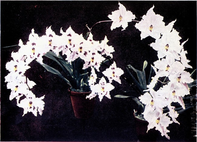 PLATE VIII

ODONTOGLOSSUM CRISPUM