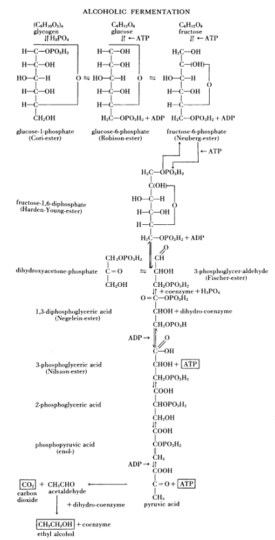 Alcoholic Fermentation