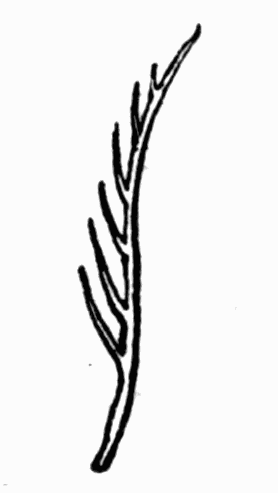 Fig 16. Hair of bee
