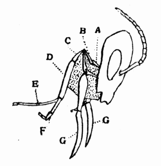 Fig 20. Tongue of bee