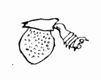 Fig 25. Tibia of Crabro cribrarius