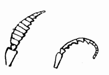 Fig 26. Antennae of Crabro cribrarius