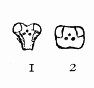 Fig 27. Heads of Crabro clypeatus