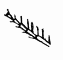 Fig 3. Spines of Ammophila