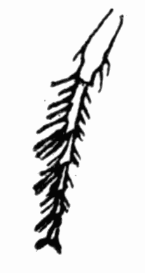 Fig 4. Spines of Ammophila
